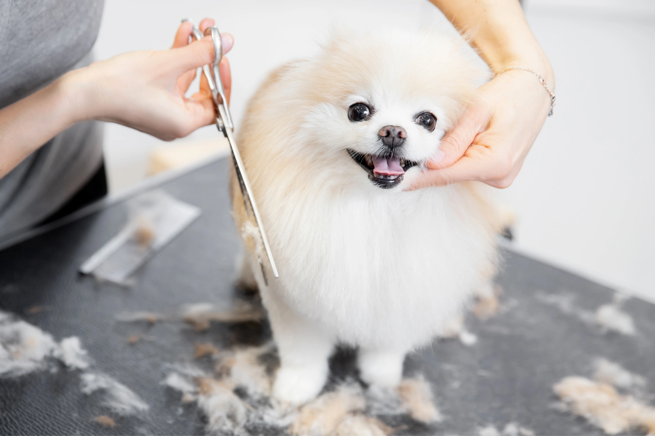 Dog being groomed